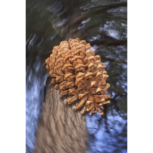 CA, Sierra Nevada, A Ponderosa pine cone